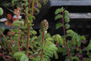 Sanguisorba minorKleine pimpernel bestellen